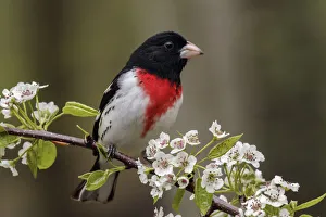 Male Rose-breasted Grosbeak in breeding plumage, Michigan
