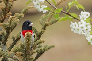 Images Dated 29th July 2020: Male Rose-breasted Grosbeak in breeding plumage, Michigan