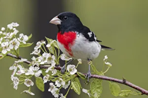 Images Dated 29th July 2020: Male Rose-breasted Grosbeak in breeding plumage, Michigan