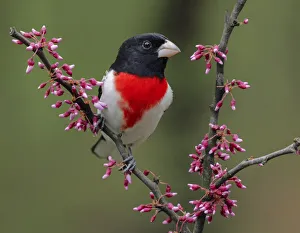 Male Rose-breasted Grosbeak in breeding plumage, Michigan