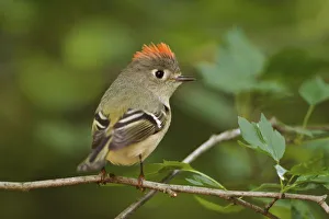 Song Bird Prints: Male Ruby-crowned Kinglet, Regulus calendula