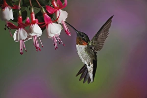 Humming Bird Prints: Male Ruby throated Hummingbird, Archilochus colubris, Kentucky