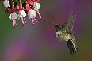 Images Dated 12th August 2008: Male Ruby throated Hummingbird, Archilochus colubris, Kentucky