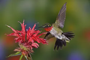 Male Ruby-throated Hummingbird feeding on flower, Louisville, Kentucky