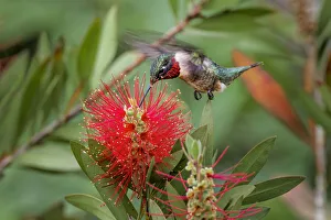 Migrating Prints: Male ruby-throated hummingbird flying feeding on bottlebrush flowers