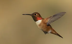 Images Dated 10th September 2021: Male Rufous hummingbird