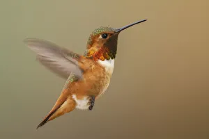 Images Dated 10th September 2021: Male Rufous hummingbird