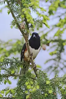 Male Rufous-sided Towhee Pipilo erythrophthalmus Male Rufous-sided TowheePipilo