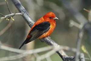 Male Scarlet Tanager