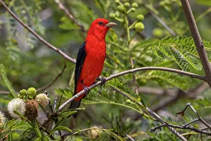 Male scarlet tanager, South Padre Island, Texas