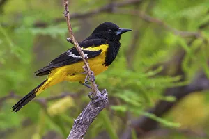 Migration Prints: Male Scott's oriole, USA, Arizona