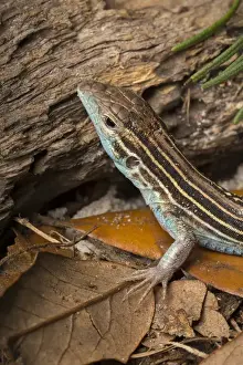 Male six-lined racerunner, Cnemidophorus sexlineatus sexlineatus, Central Florida