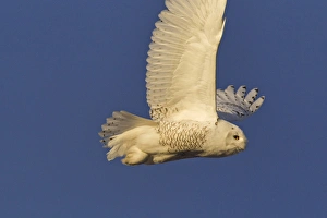 Images Dated 26th December 2011: Male snowy owl in flight in Kalispell, Montana, USA