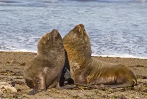 Sparring Prints: Male Southern Elephant Seals, on beach (Mirounga Leonina) Peninsula Valdez