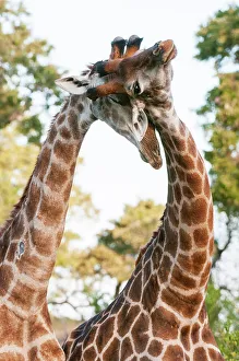 South Africa Prints: Two male southern giraffes, Giraffa camelopardalis