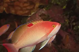 Western Pacific Prints: Male Stocky Anthias (Pseudanthias hypselosoma) Milne Bay, Papua New Guinea