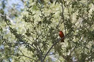 Male Summer Tanager sits on branch in Anza-Borrego Desert State Park CA