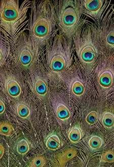Natural Pattern Prints: Male Tail feathers Peacock