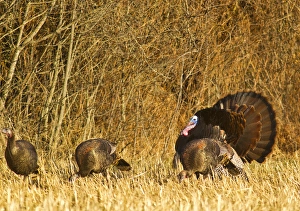 Images Dated 13th April 2012: Male tom turkey with hens in the Flathead Valley, Montana, USA