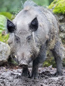 Fang Prints: Male, tusker. Wild Boar (Sus scrofa) in Forest. National Park Bavarian Forest, enclosure