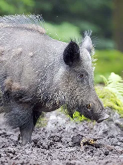Images Dated 30th March 2021: Male, tusker. Wild Boar (Sus scrofa) in Forest. National Park Bavarian Forest, enclosure