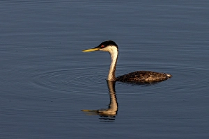 Ninepipe National Wildlife Refu Prints: Male western grebe at Ninepipe National Wildlife Refuge in the Mission Valley