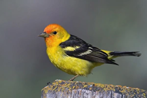 Tanager Prints: Male Western Tanager, Grand Teton National Park, Wyoming