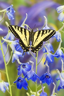 Images Dated 27th November 2014: Male Western Tiger Swallowtail Butterfly, Papilio rutulus