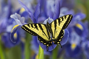 Images Dated 27th November 2014: Male Western Tiger Swallowtail Butterfly, Papilio rutulus
