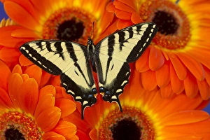 Male Western Tiger Swallowtail Butterfly, Papilio rutulus