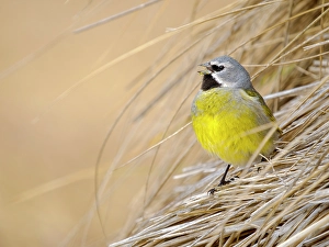 Malvinas Prints: Male White-bridled finch (canary-winged finch)