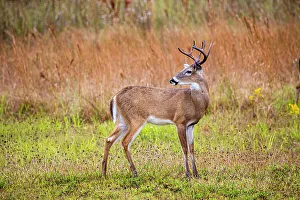 Buck Prints: Male white-tailed deer in southwest Florida