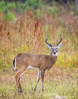 Buck Prints: Male white-tailed deer in southwest Florida