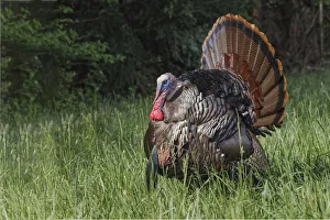 Turkey Prints: Male wild turkey in full breeding display. Great Smoky Mountains, National Park, Tennessee
