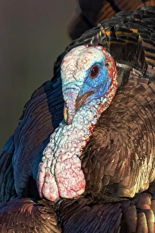 Images Dated 18th January 2024: Male wild turkey displaying for females