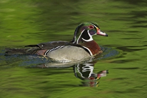 Images Dated 22nd April 2009: Male Wood Duck (Aix sponsa)