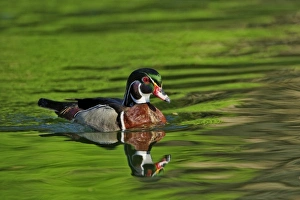 Male Wood Duck (Aix sponsa)