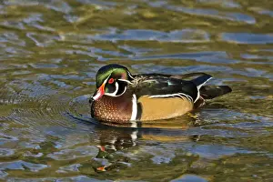 Birding Prints: Male Wood Duck; swimming; Crystal Springs Rhododendron Garden; Porttland; Oregon; USA