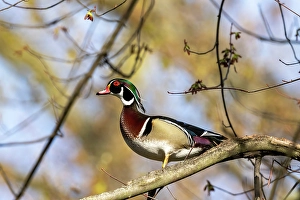 Prints of Male wood duck in tree in Defiance, Ohio, USA. (Editorial Use Only) Images Dated 2024 September: Male wood duck in tree in Defiance, Ohio, USA. (Editorial Use Only)
