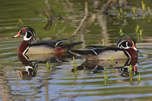 Male wood ducks, Kentucky