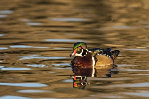 Michael Qualls Prints: Male woodduck reflected in the golden evening colors of Lake Murray