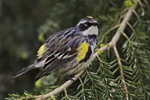Images Dated 11th May 2004: Male Yellow-rumped Warbler, Dendroica coronata Male Yellow-rumped Warbler