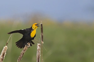 Mission Valley Prints: Male Yellowheaded Blackbird singing in the cattails at Ninepipe WMA in the Mission Valley
