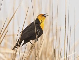 Thrush Prints: Malhuer National Wildlife Refuge