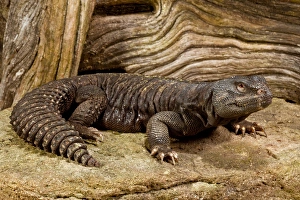 Vertebrate Prints: Mali Uromastyx, Uromastyx maliensis, Native to Northern Africa