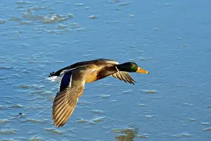 Images Dated 2nd January 2015: The mallard (Anas platyrhynchos) is a dabbling duck which breeds throughout the temperate
