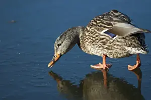 The mallard (Anas platyrhynchos) is a dabbling duck which breeds throughout the temperate