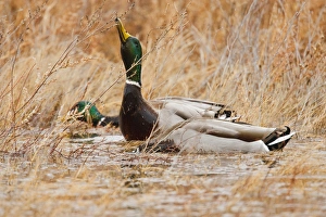 Images Dated 30th November 2009: Mallard (Anas platyrhynchos) feeding in marsh