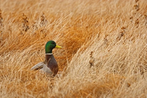 Cover Prints: Mallard (Anas platyrhynchos) feeding in marsh