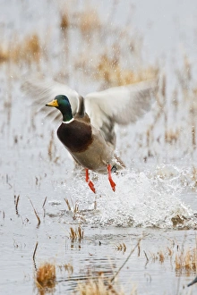 Mallard (Anas platyrhynchos) flying from marsh
